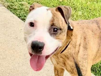 An adult medium-sized female Brindle Mixed Breed dog named Anita for adoption in Georgetown, TX