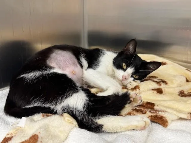 A young small-sized female Domestic Short Hair cat named Twyla for adoption in Naples, FL