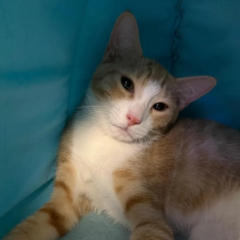 A baby medium-sized male Orange / Red Domestic Short Hair cat named Brick for adoption in Wantagh, NY