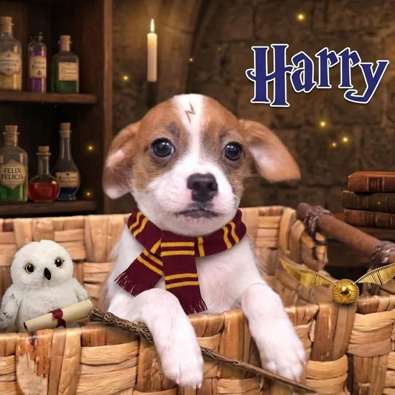 A baby medium-sized male Mixed Breed dog named Harry for adoption in Joliet, IL