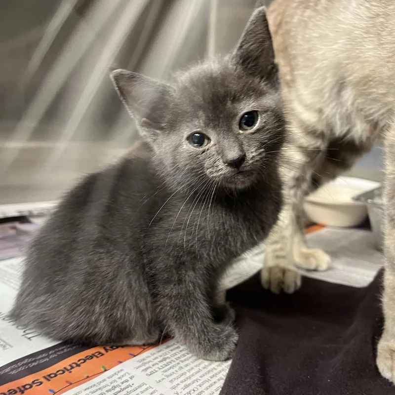 A baby small-sized female Gray / Blue / Silver Domestic Short Hair cat named Smoke for adoption in Pauls Valley, OK