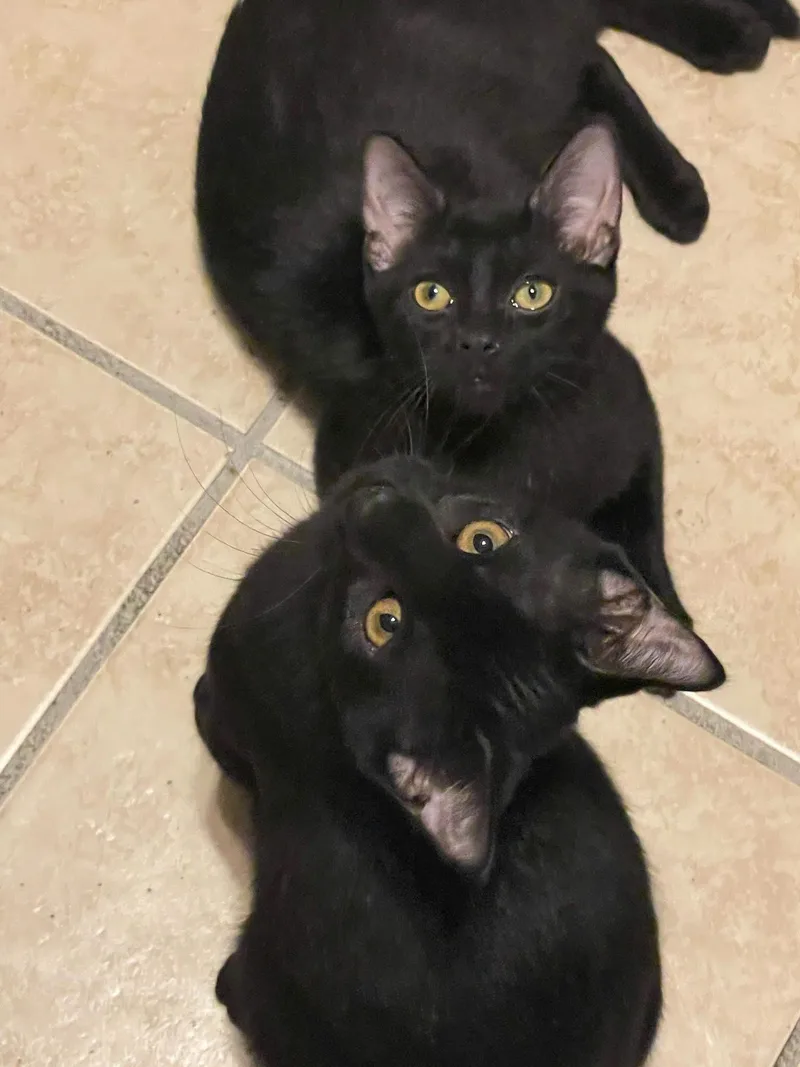 A baby medium-sized male Black Domestic Short Hair cat named Dale & Dean for adoption in Lacon, IL