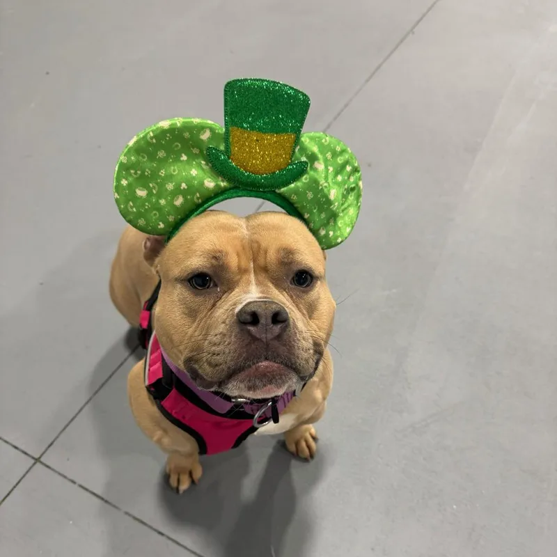 Penelope thumbnail 2