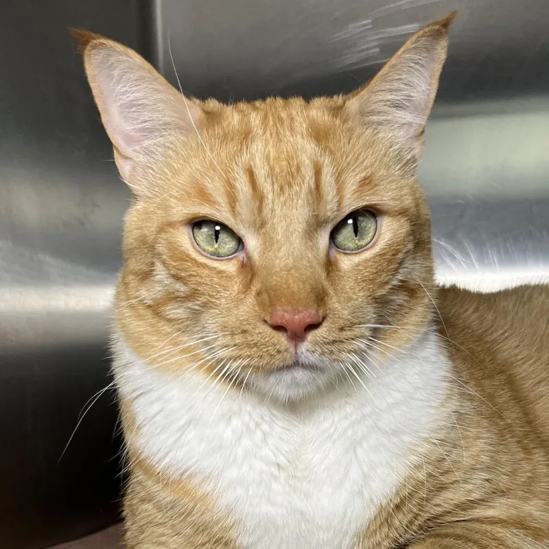 An adult extra large-sized male Orange / Red Domestic Short Hair cat named Zack for adoption in Palm Springs, CA
