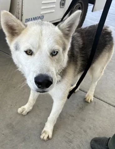 An adult large-sized male Siberian Husky dog named Kayden for adoption in Bakersfield, CA