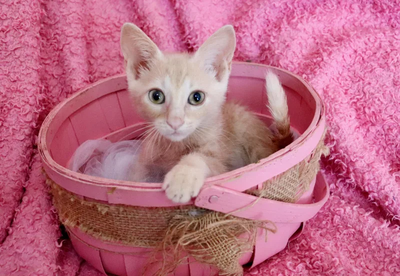 A baby medium-sized female Buff / Tan / Fawn Tabby cat named Clover for adoption in Saint Augustine, FL