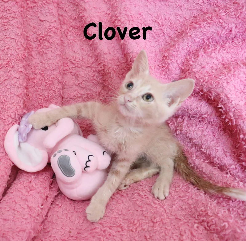 Clover thumbnail 2
