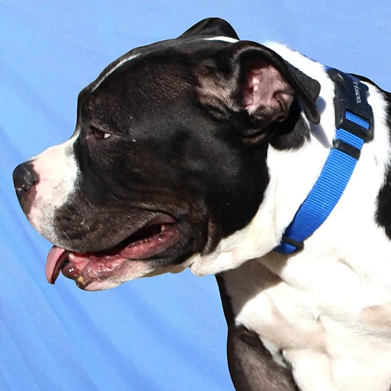 Mia  Paws thumbnail 2