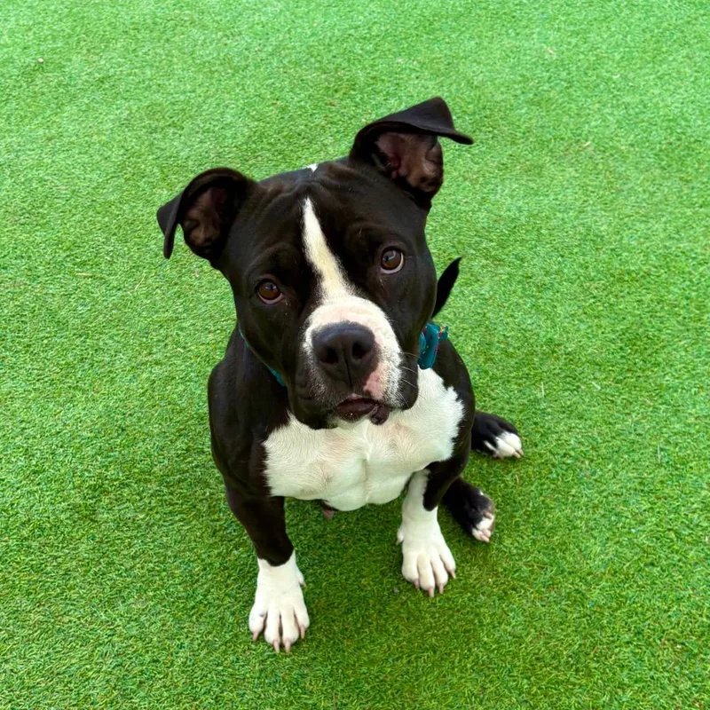 Mia  Paws thumbnail 3