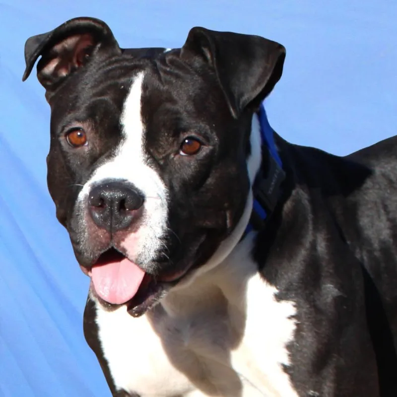 Mia  Paws thumbnail 4