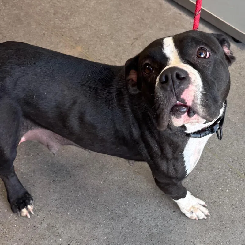 Mia  Paws thumbnail 5