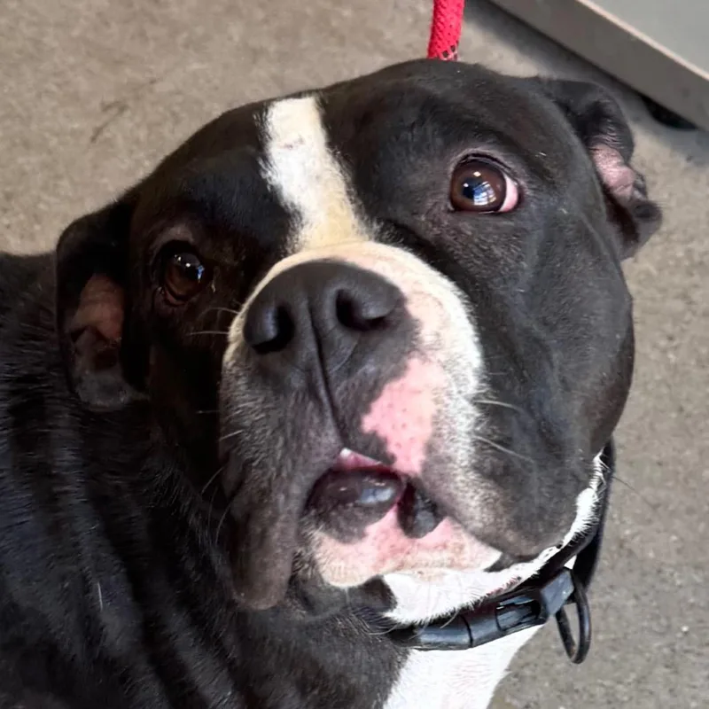 Mia  Paws thumbnail 6