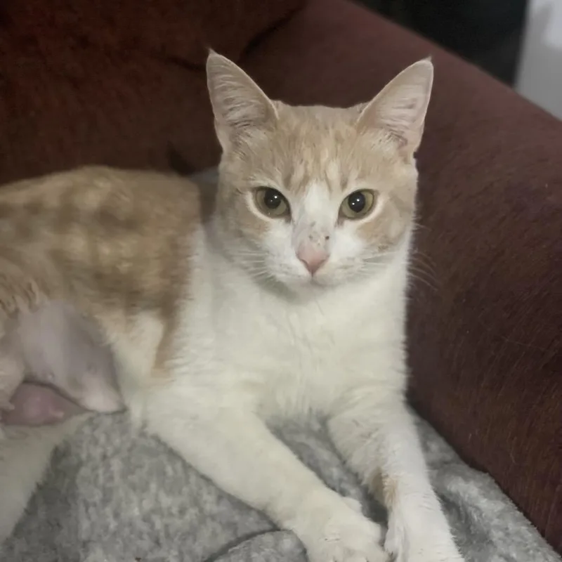 An adult medium-sized female Buff & White Domestic Short Hair cat named Cinderella for adoption in Martinsville, IN