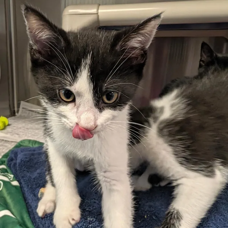 A baby small-sized male Black Domestic Short Hair cat named Cousin Itt for adoption in Hendersonville, NC