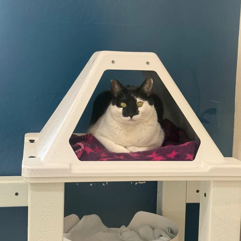 An adult extra large-sized male Black Domestic Short Hair cat named Coach for adoption in Incline Village, NV