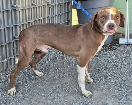 An adult medium-sized male Pit Bull Terrier dog named Thor for adoption in Butte, MT