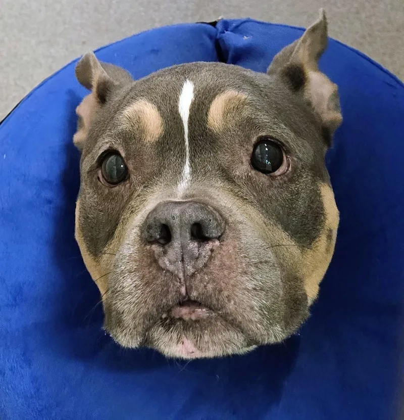 A senior medium-sized female Gray / Blue / Silver American Bully dog named Bella for adoption in Amityville, NY