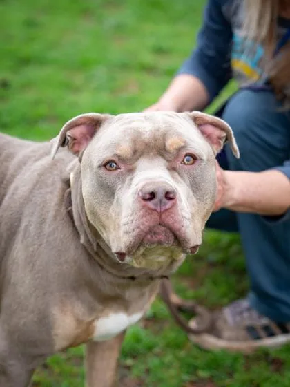 An adult large-sized male Mixed Breed dog named Iverson for adoption in Chamblee, GA