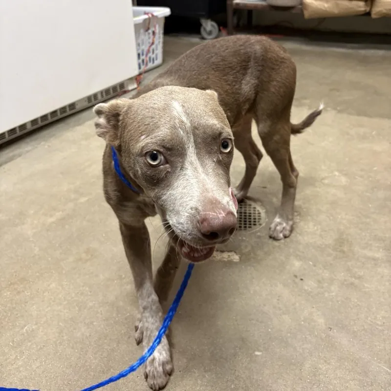 A young medium-sized male Brown / Chocolate Hound dog named Rabbit for adoption in Bryan, TX