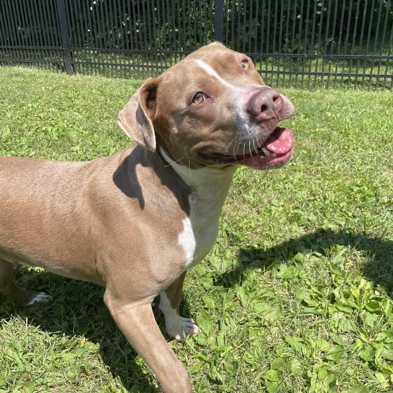 An adult large-sized female Red / Chestnut / Orange Pit Bull Terrier dog named Reverie for adoption in South Haven, MI