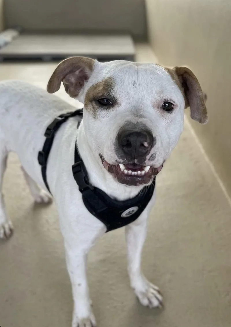 An adult medium-sized male Pit Bull Terrier dog named Draco for adoption in Sparta, NC