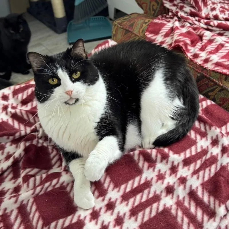 A senior small-sized female Black Domestic Short Hair cat named Liddy for adoption in Goshen, IN