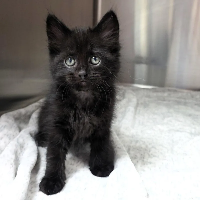 A baby small-sized male Black Domestic Long Hair cat named Indigo for adoption in Michigan City, IN