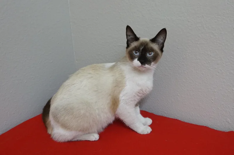A young small-sized female Siamese cat named Oracle for adoption in Fountain Hills, AZ