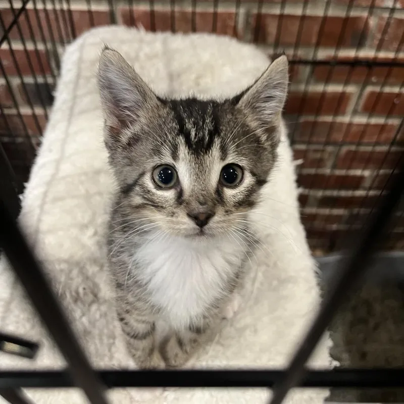 A baby small-sized male Gray / Blue / Silver Domestic Short Hair cat named Dewey for adoption in La Grange, KY