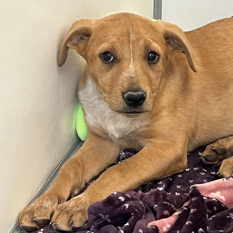 A baby medium-sized female Red / Chestnut / Orange Hound dog named Hello for adoption in Kanab, UT