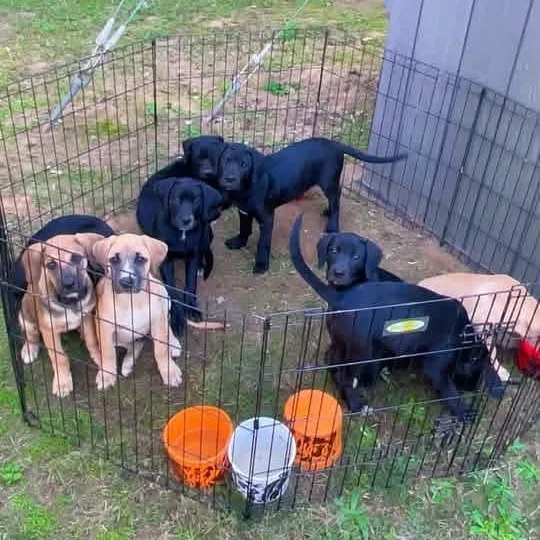 A baby medium-sized female Black Labrador Retriever dog named Hannah for adoption in Blairstown, NJ