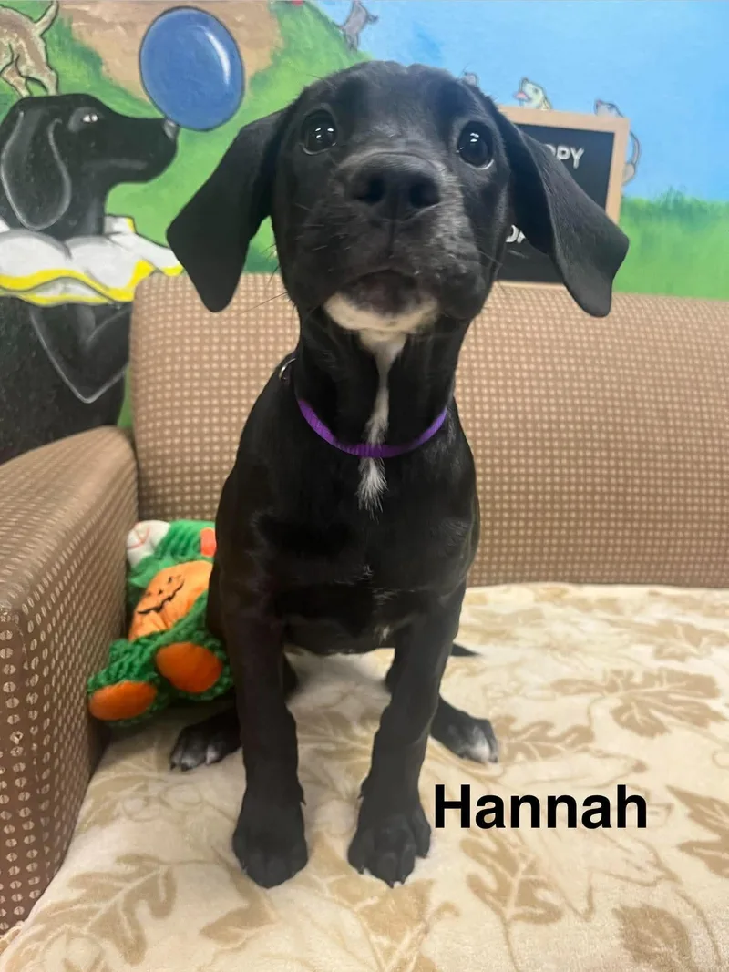 Hannah thumbnail 2