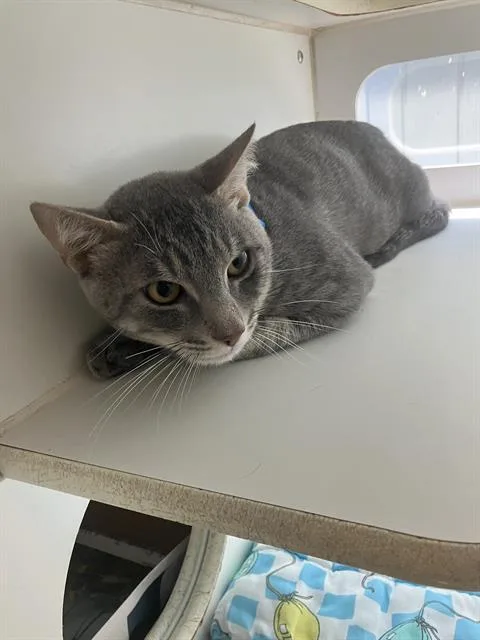 An adult medium-sized male Domestic Short Hair cat named Luigi for adoption in Long Beach, CA