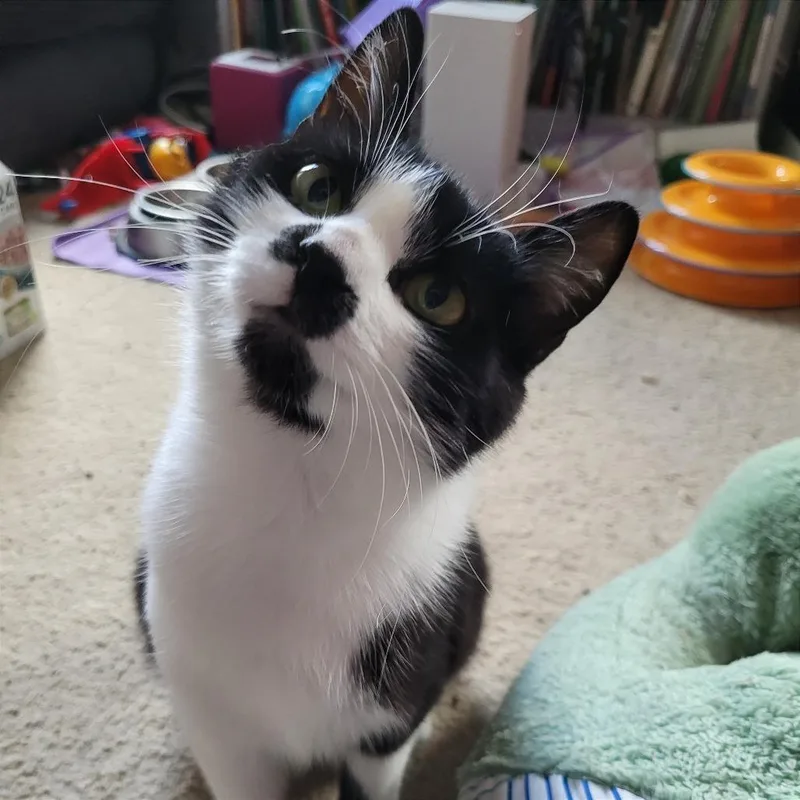 Mustachio
