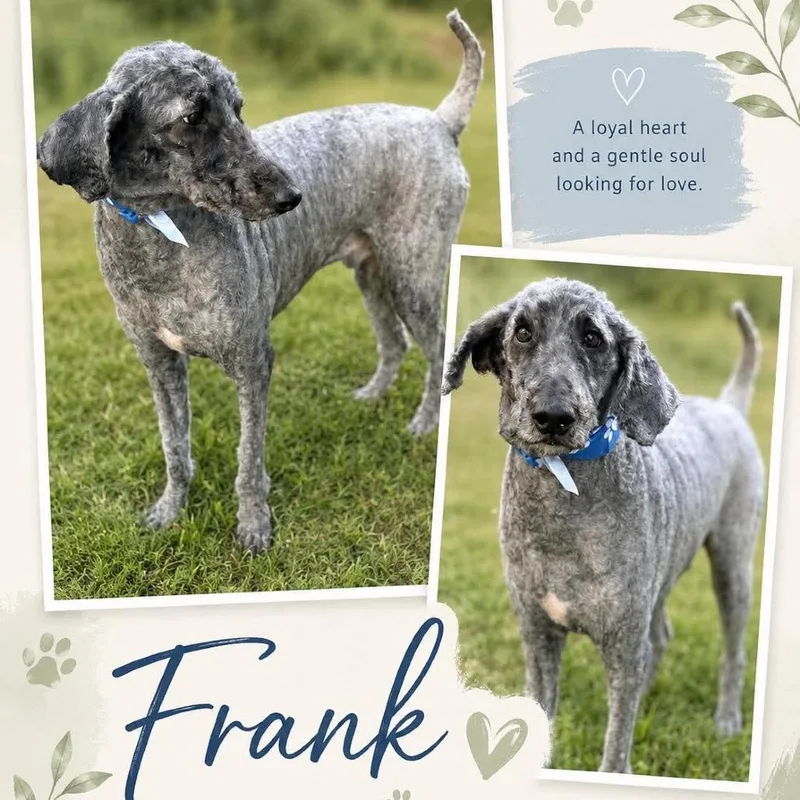 Frank thumbnail 3