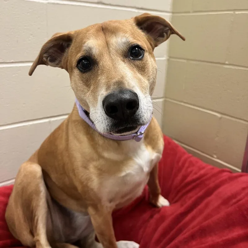 A senior large-sized female Yellow / Tan / Blond / Fawn Mixed Breed dog named Jasmine for adoption in Concord, NH