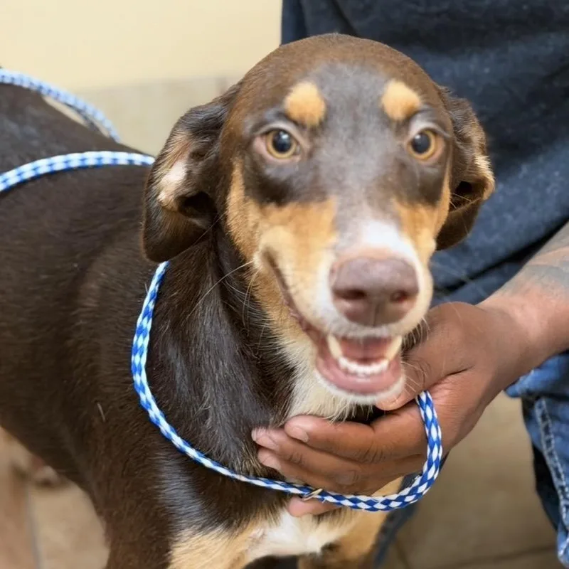 An adult medium-sized female Doberman Pinscher dog named FWT Beth for adoption in Midland, TX