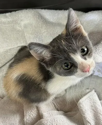 A young small-sized female Domestic Short Hair cat named Eleanor for adoption in Phoenix, AZ