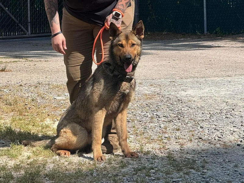 A young medium-sized male German Shepherd Dog dog named Sarge for adoption in Raleigh, NC