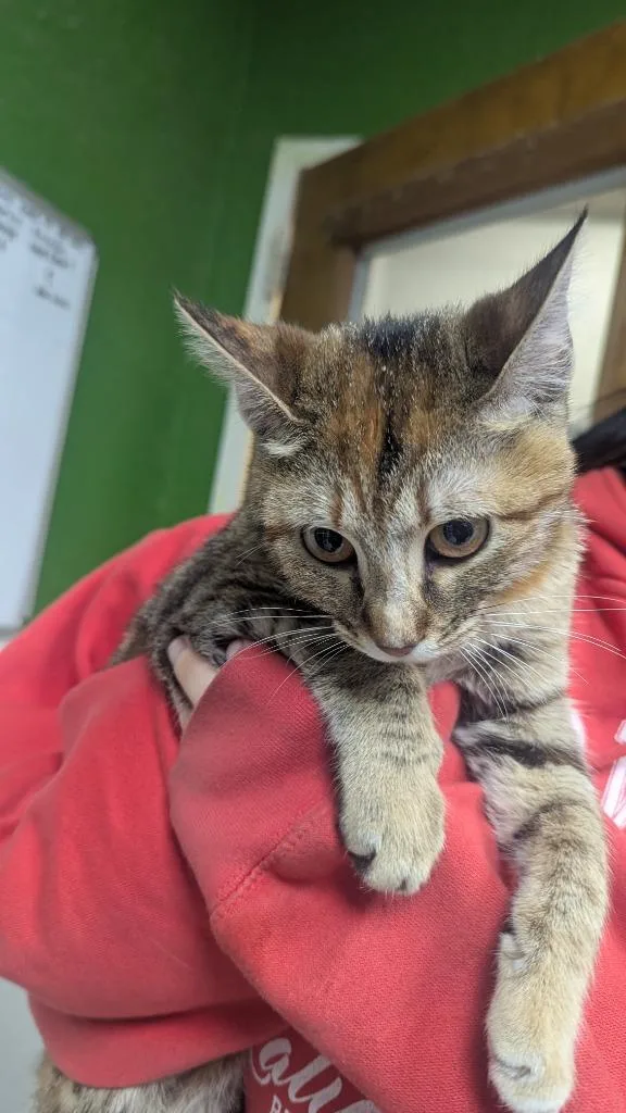 A young small-sized female Domestic Short Hair cat named Ella for adoption in Fort Worth, TX