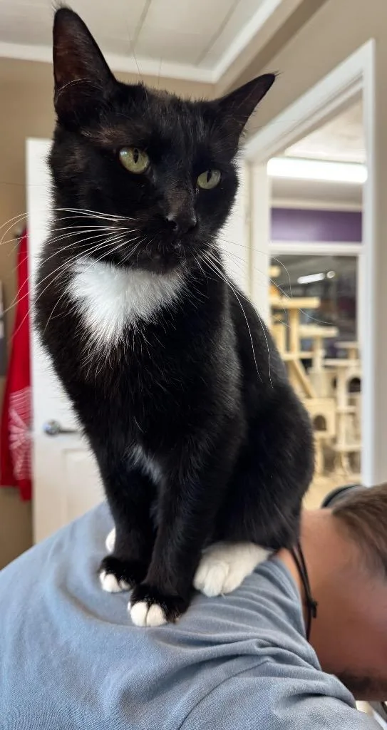 A young medium-sized female Domestic Short Hair cat named Kiki for adoption in Hastings, NE