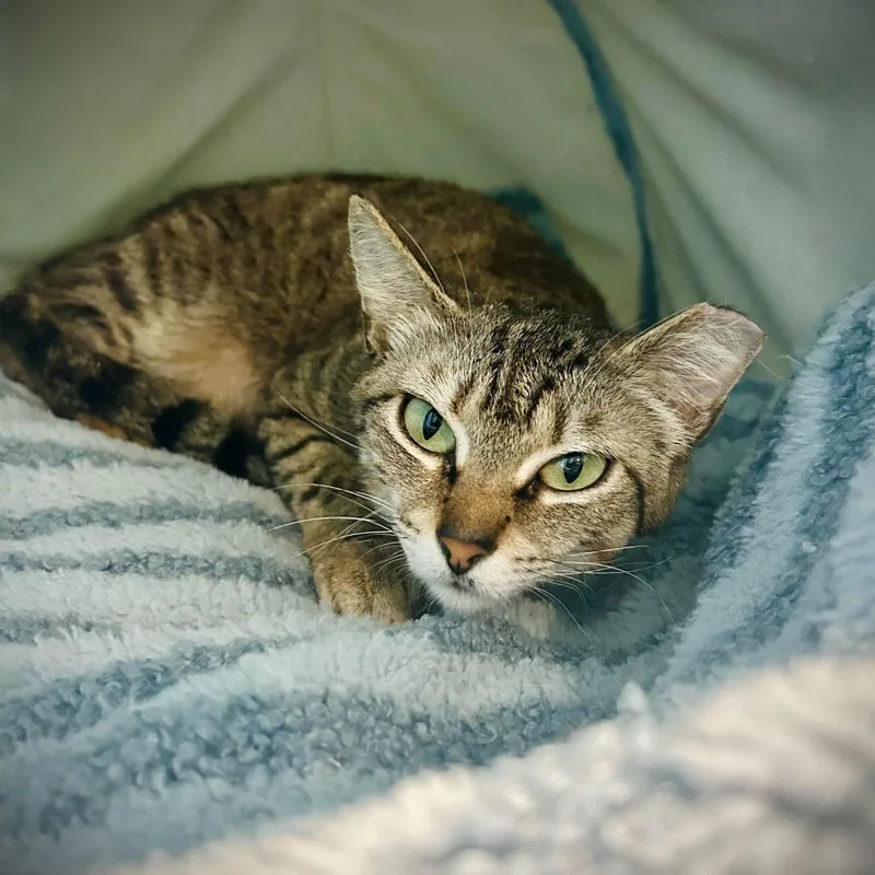 Miso