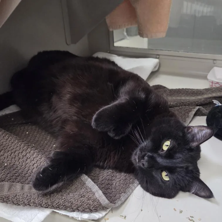 An adult medium-sized female Domestic Short Hair cat named Beans for adoption in Las Vegas, NV