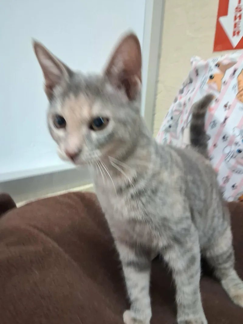 A baby small-sized female Tortoiseshell cat named Hazel for adoption in Parlier, CA