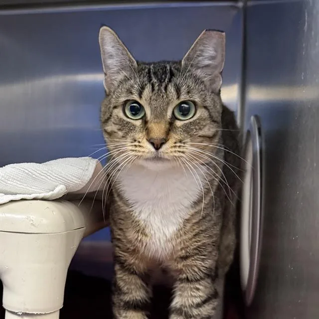 A young small-sized female Domestic Short Hair cat named Majesty for adoption in Las Vegas, NV