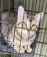 A young small-sized male Brown / Chocolate Domestic Short Hair cat named Marlin for adoption in Moline, IL
