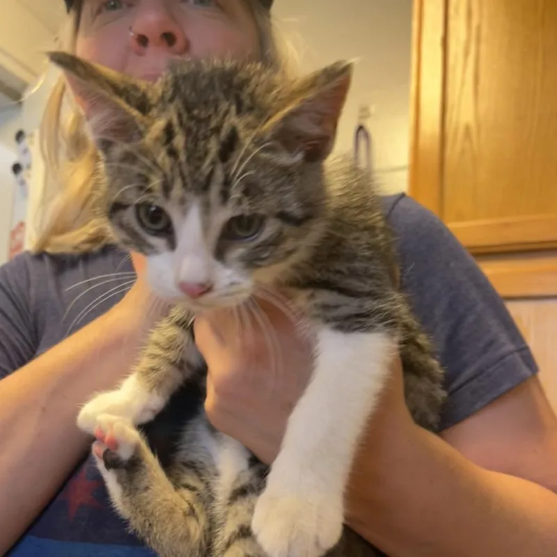 A baby small-sized male Brown / Chocolate Domestic Short Hair cat named Fig Newton for adoption in Albert Lea, MN