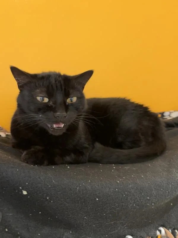 A senior medium-sized female Domestic Short Hair cat named Tammy for adoption in Escondido, CA