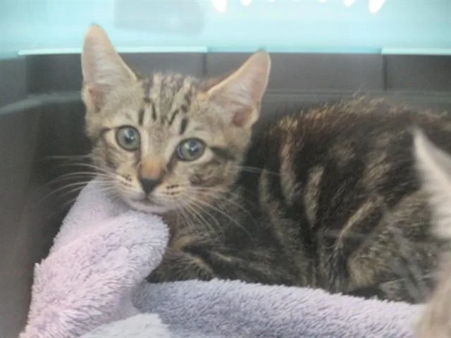 A baby small-sized male Domestic Short Hair cat named Raiden for adoption in Ocala, FL