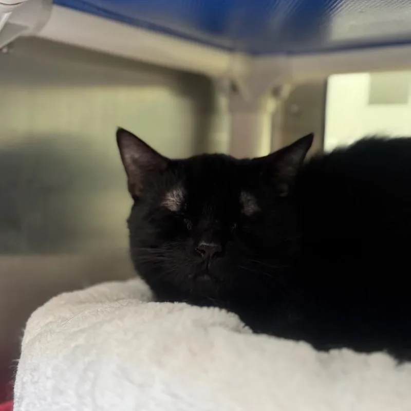 An adult medium-sized male Black Domestic Short Hair cat named Harley for adoption in York, PA